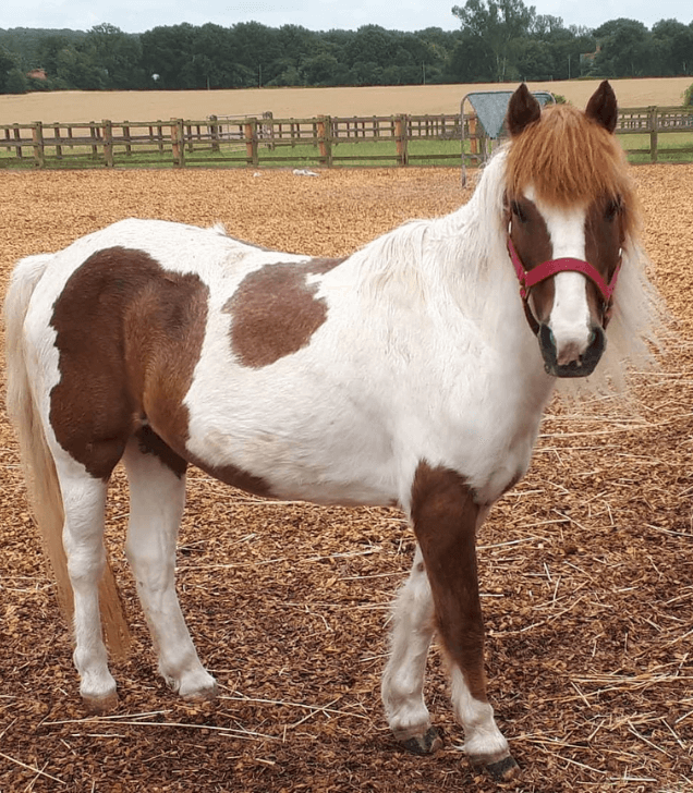 Remus rescue Pony Dickie
