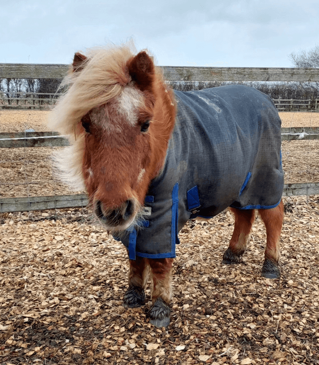 Remus rescue Shetland Mopsey