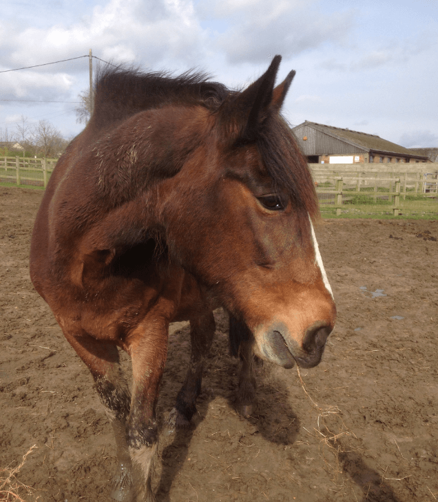 Remus rescue horse Dolly 2