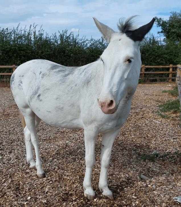 Remus rescue mule Jess