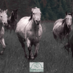 Frightened horses fleeing fireworks Remus Horse Sanctuary Blog August 2026