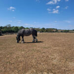 Bracken in Dry Fields August 2026