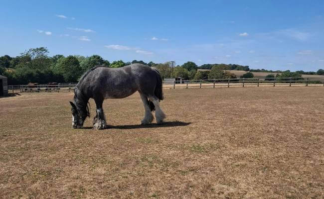 Remus dry paddocks
